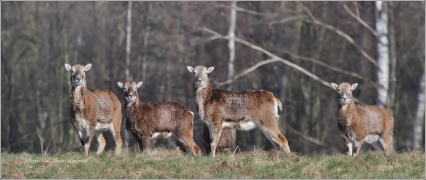 <p>MUFLON (Ovis musimon) Šluknovsko - Harta /Mouflon - Mufflon/ </p>